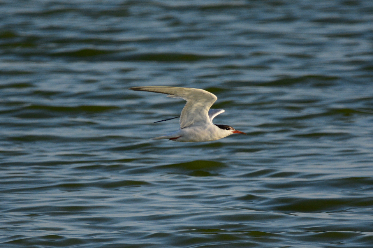 Sterna hirundo